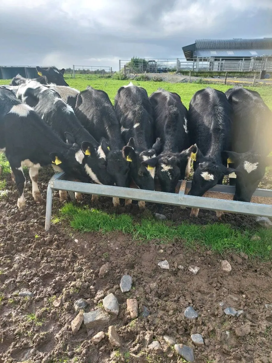 10 High Ebi heifer wealings - Image 1