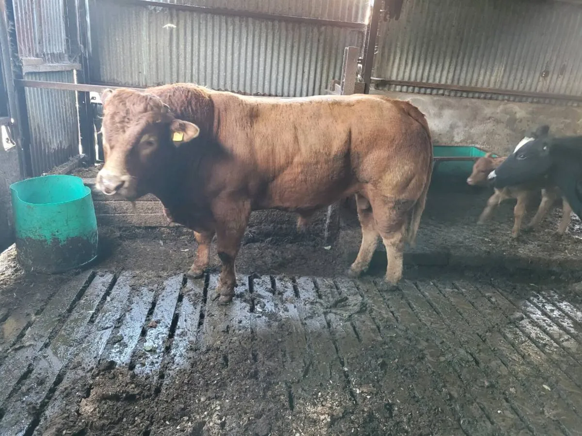 Limousin bull - Image 1