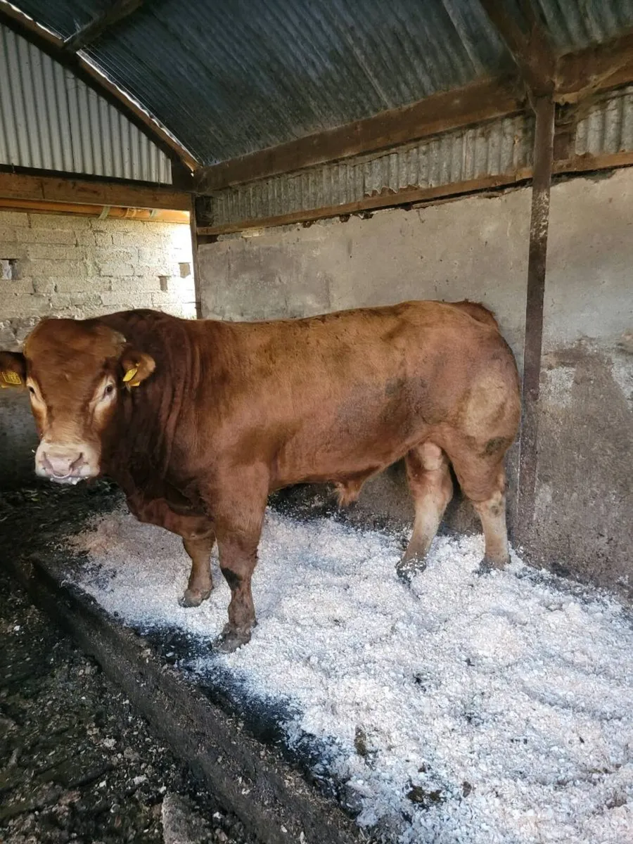 Limousin bull - Image 2