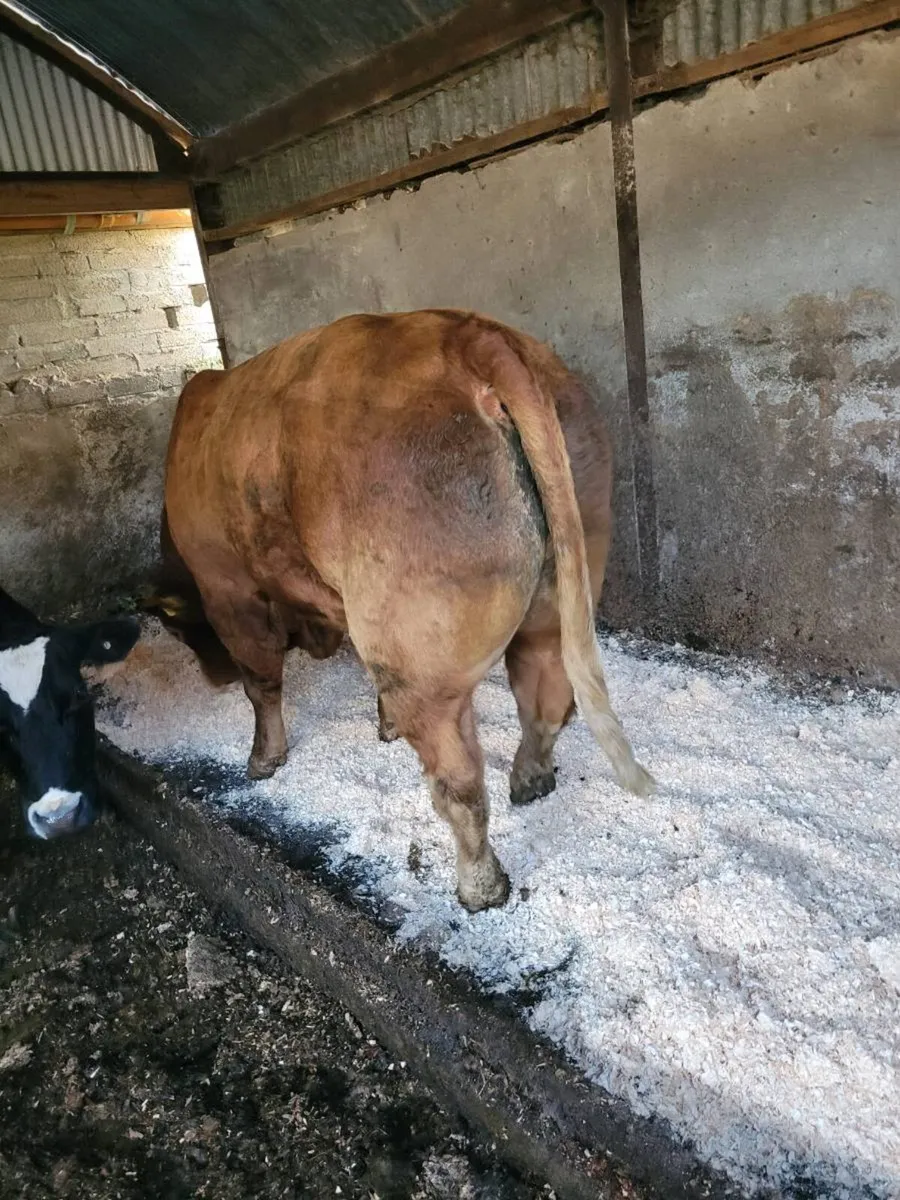 Limousin bull - Image 3