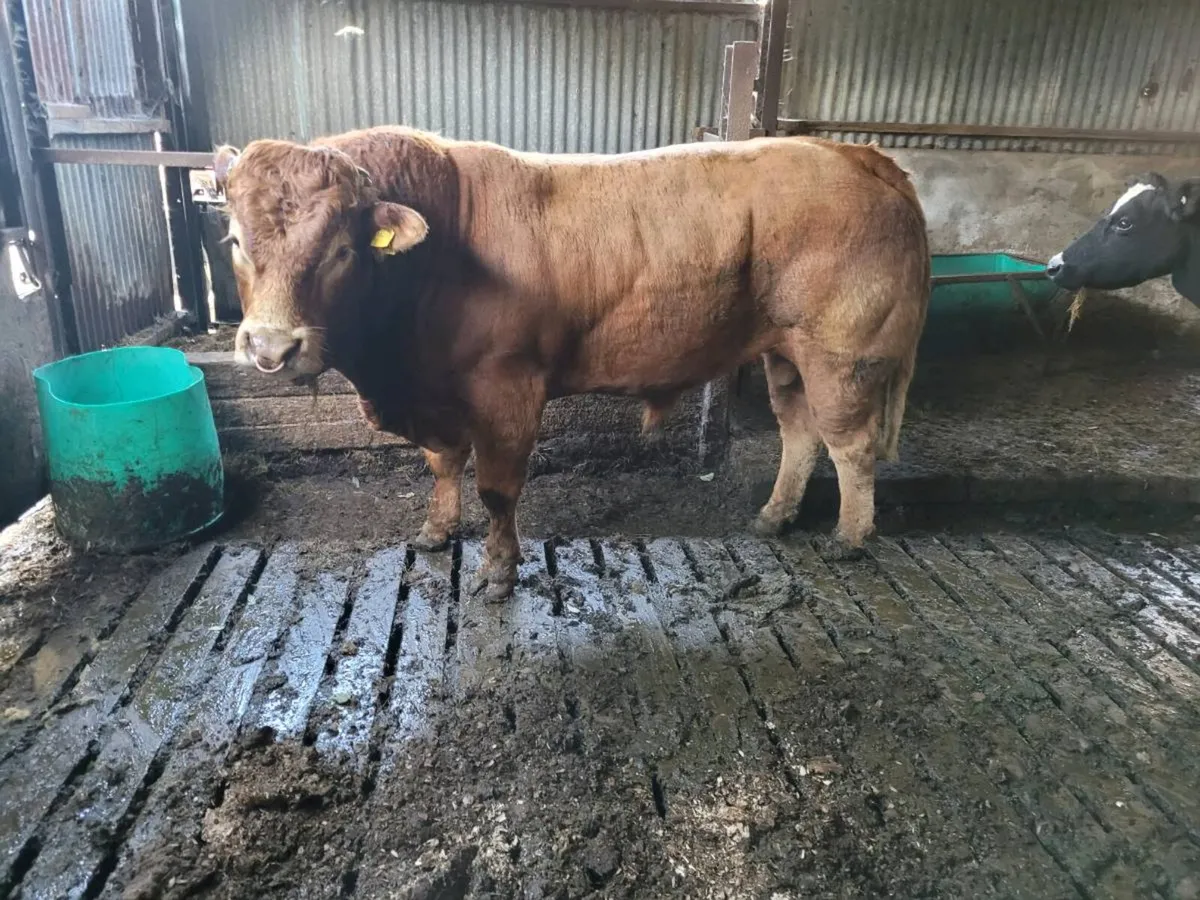 Limousin bull - Image 4