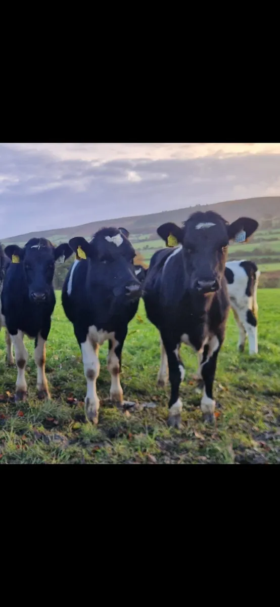 Holstein Fresian Heifers for sale