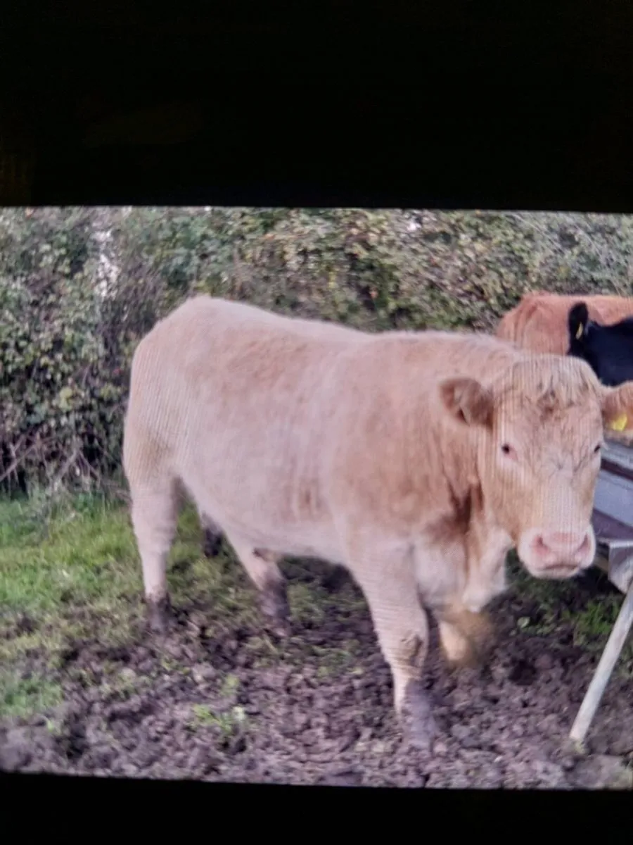 ⭐️2 Bulling Heifers for Drumshambo Mart Fri 30th⭐️ - Image 1