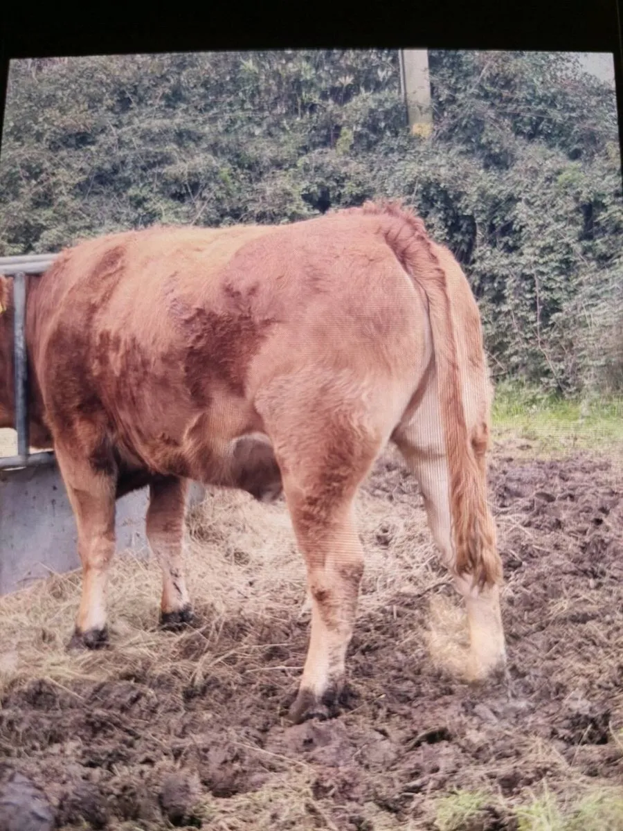 ⭐️2 Bulling Heifers for Drumshambo Mart Fri 30th⭐️ - Image 2
