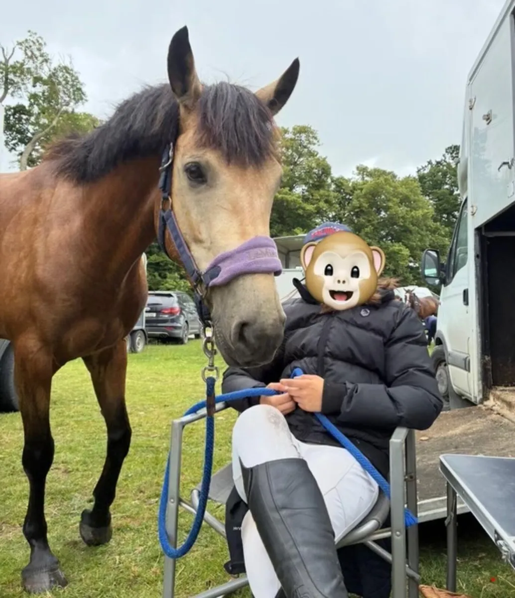 148 Connie type Sports Pony - Image 4