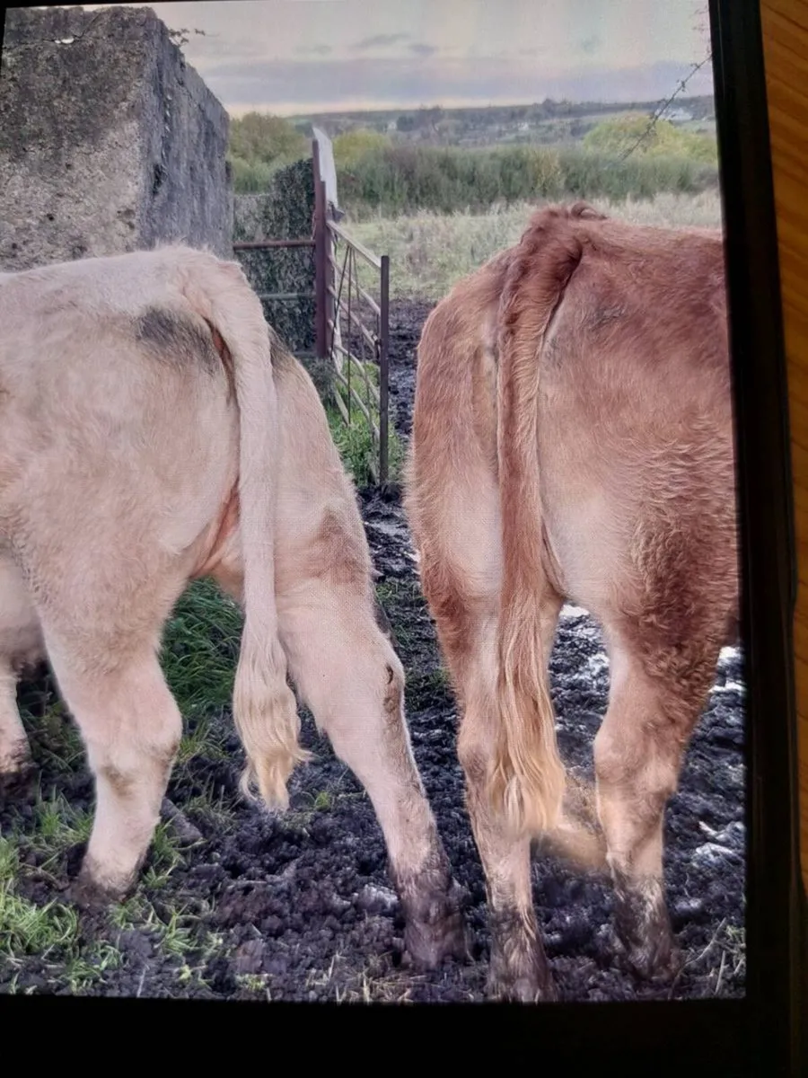 ⭐️2 Bulling Heifers for Drumshambo Mart Fri 30th⭐️ - Image 4