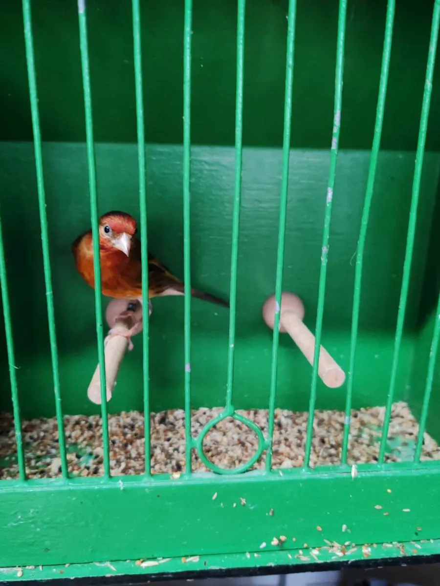 Canary X - Image 4