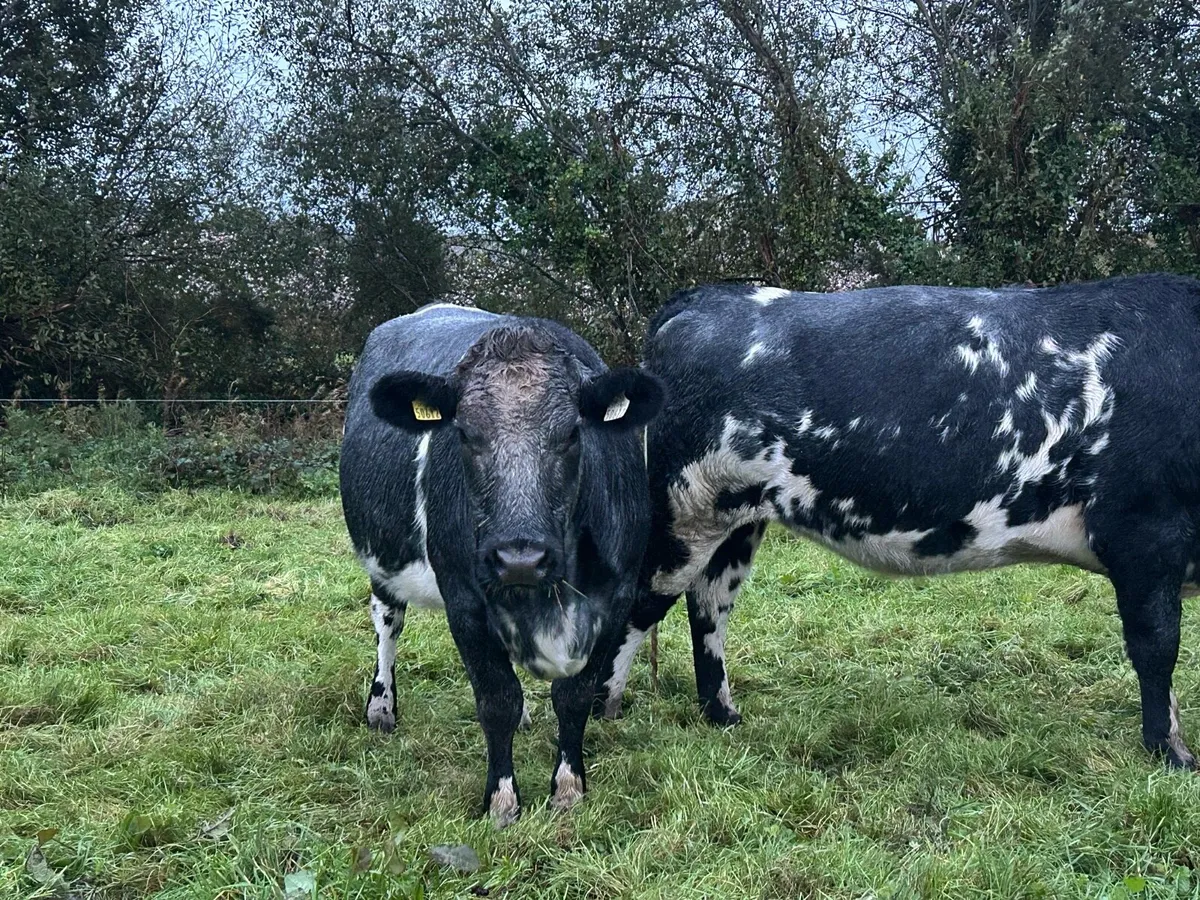 Incalf Heifers - Image 2