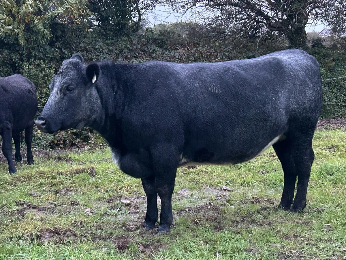 Incalf Heifers - Image 3