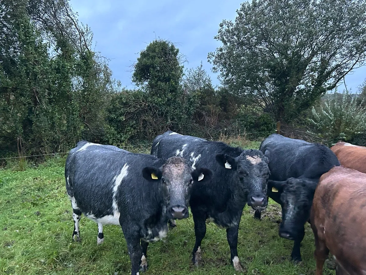 Incalf Heifers - Image 4