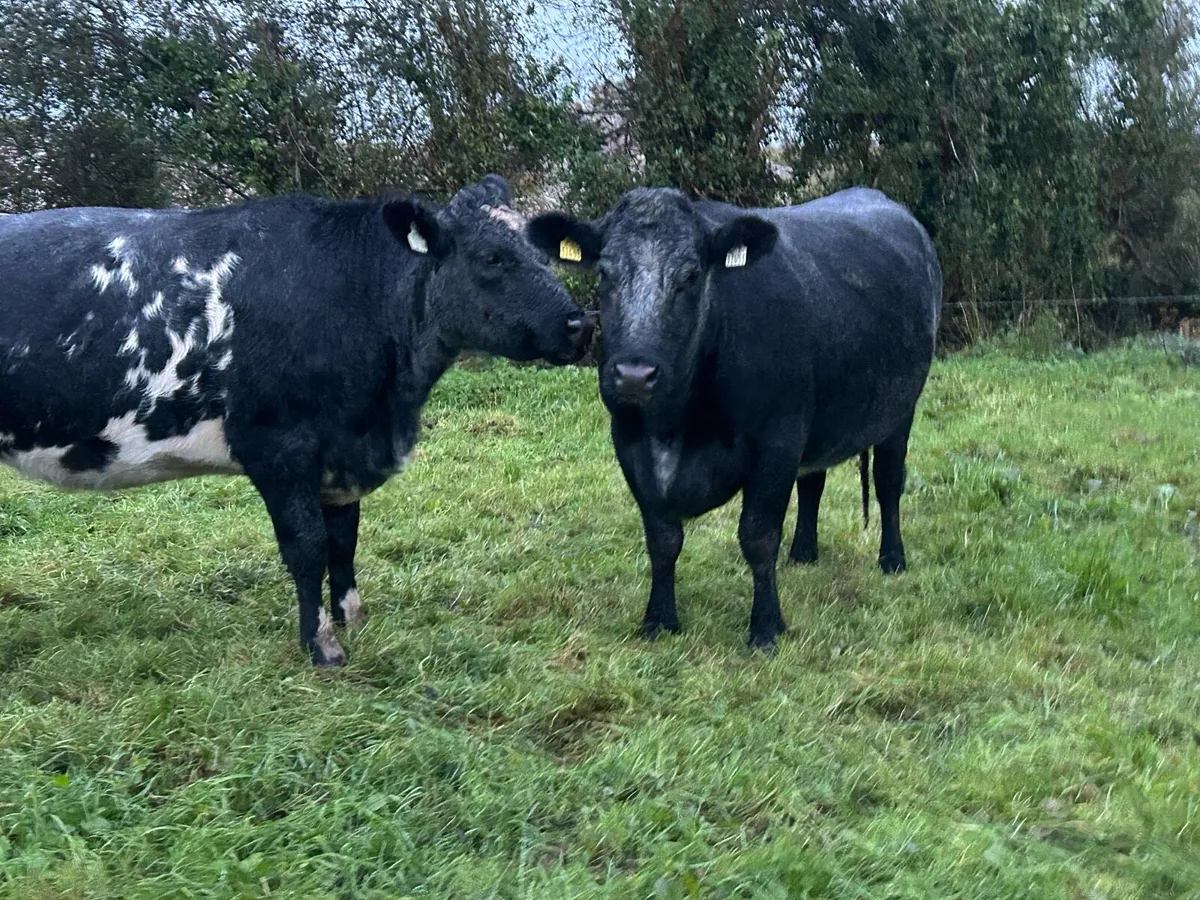 Incalf Heifers - Image 1