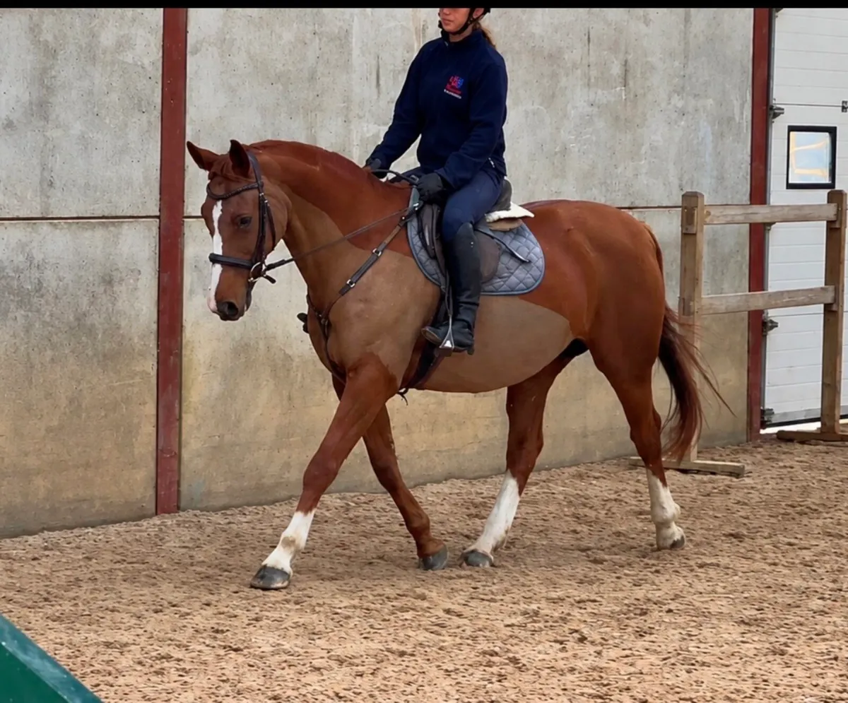 Beautiful Clover Echo mare - Image 1