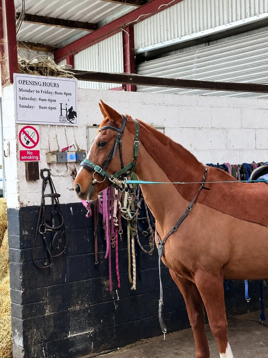 Beautiful Clover Echo mare - Image 3