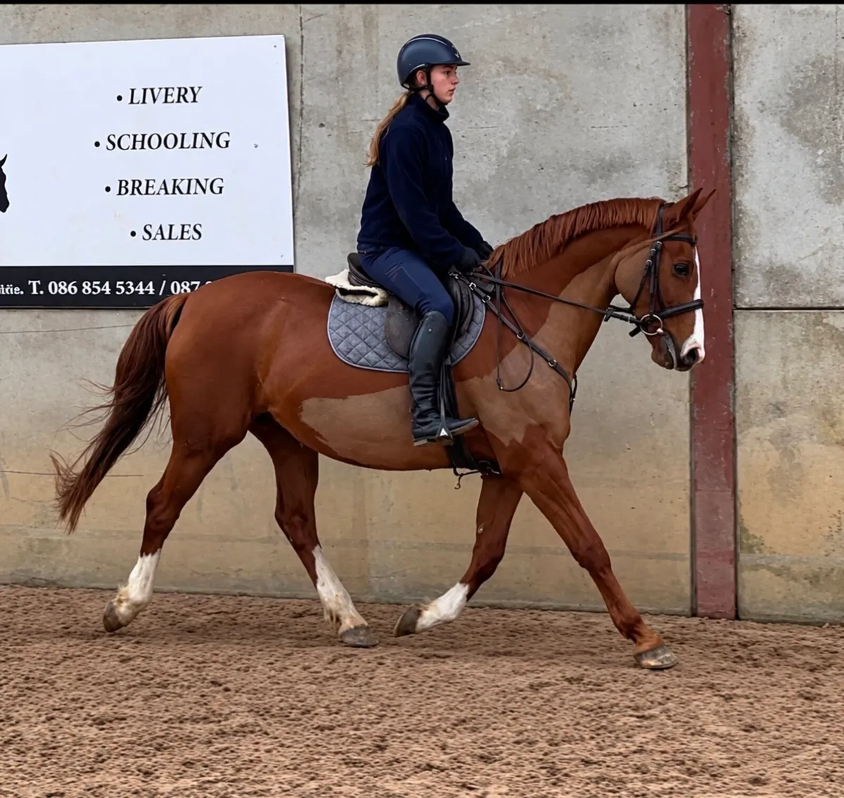 Beautiful Clover Echo mare - Image 4