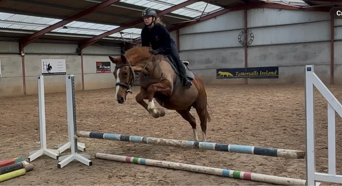 Beautiful Clover Echo mare - Image 2