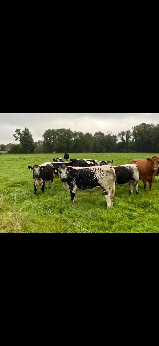 Speckle Park x Limousin Heifers - Image 3