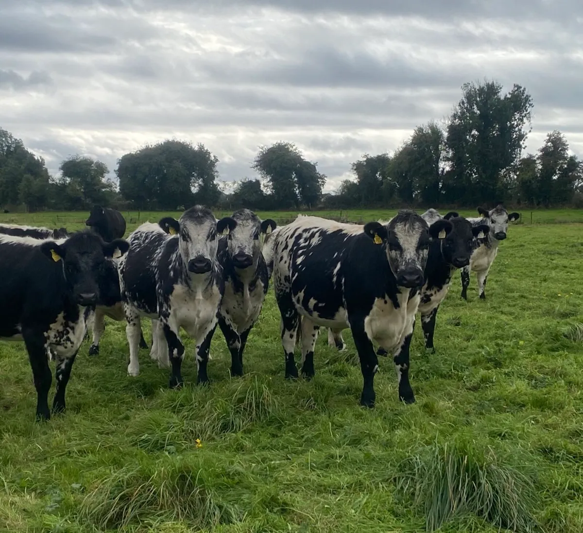Speckle Park x Limousin Heifers - Image 1