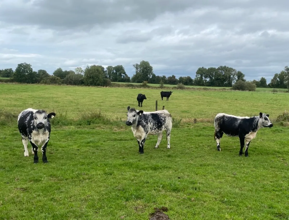 Speckle Park x Limousin Heifers - Image 2
