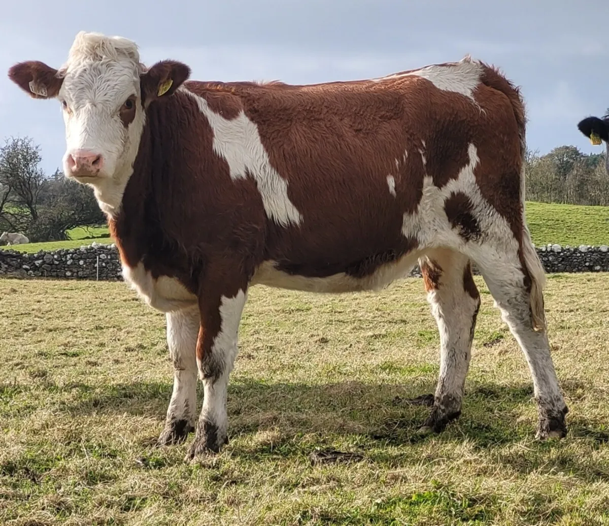 Heifers - Image 1
