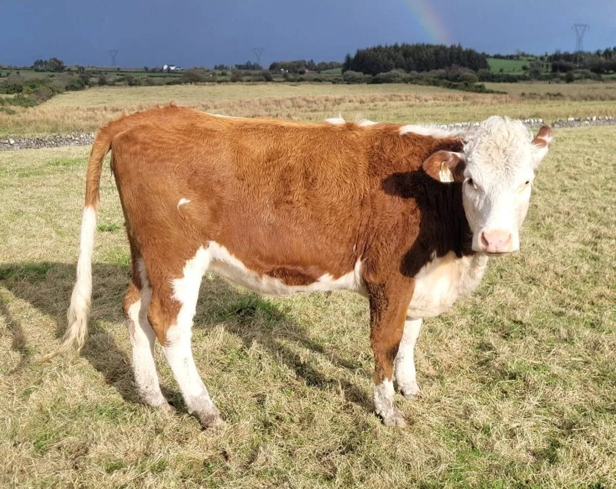 Heifers - Image 4