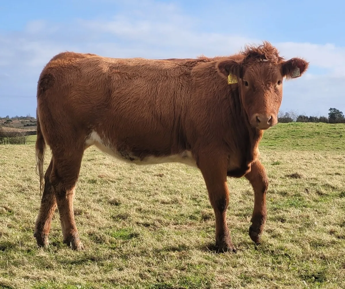 Heifers - Image 2