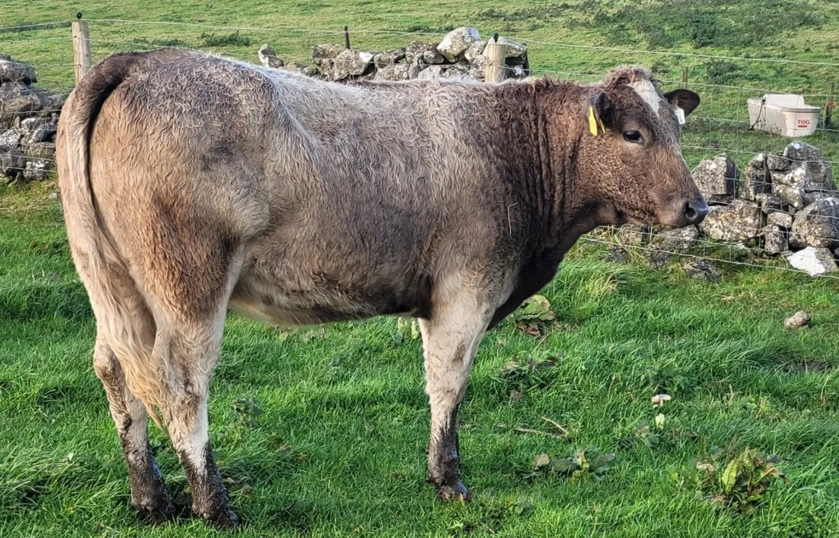 Heifers - Image 3