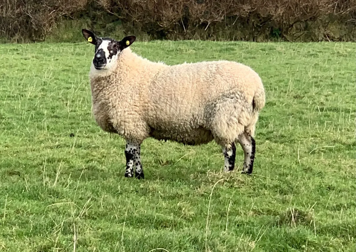 Pedigree Milford Hogget Ram - Image 4