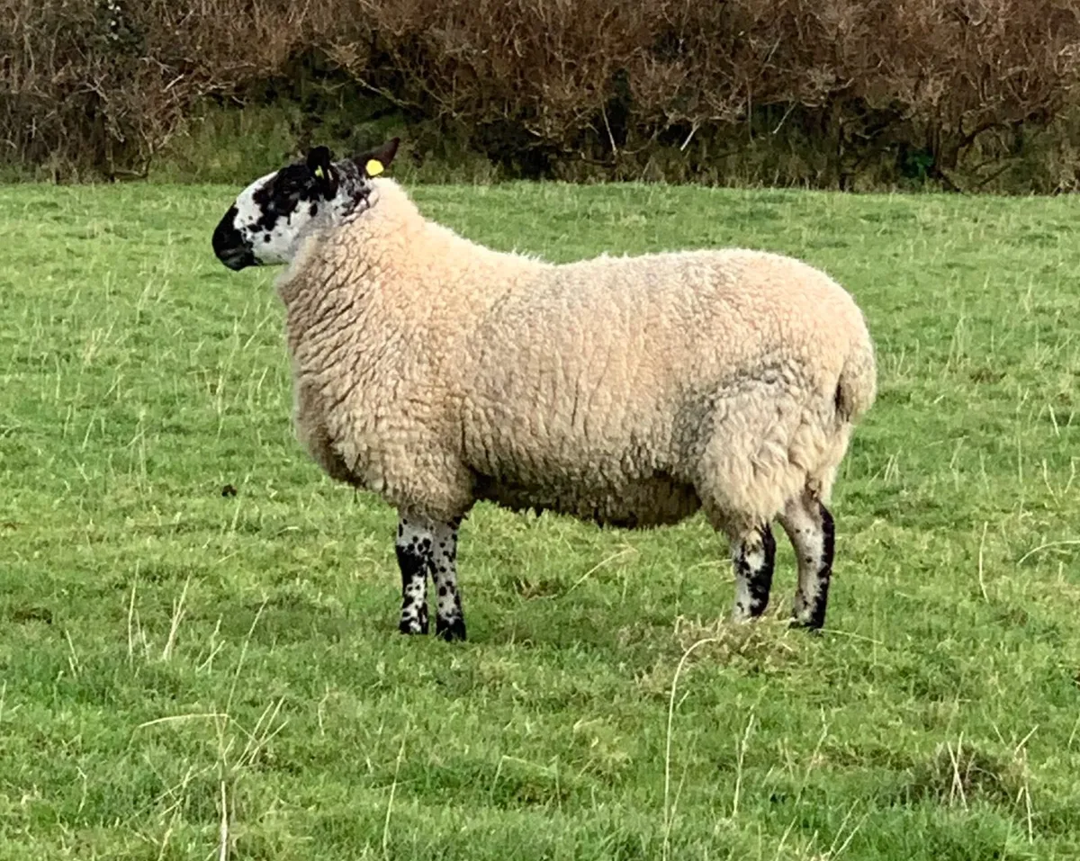 Pedigree Milford Hogget Ram - Image 3