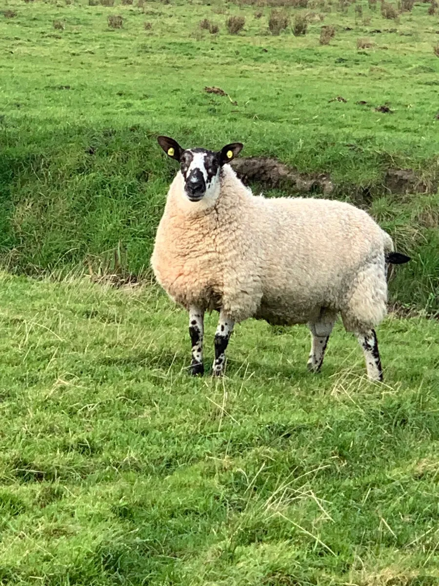Pedigree Milford Hogget Ram - Image 1