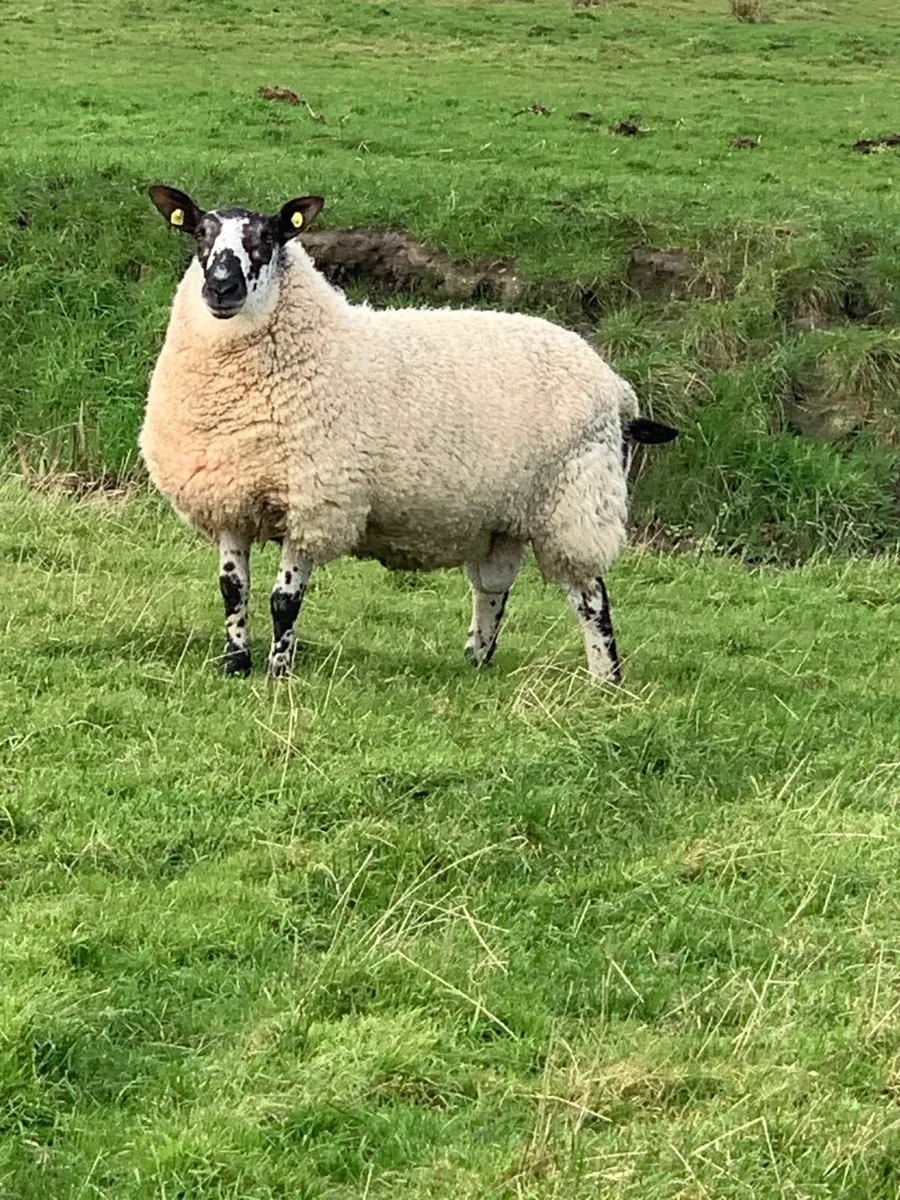 Pedigree Milford Hogget Ram - Image 2