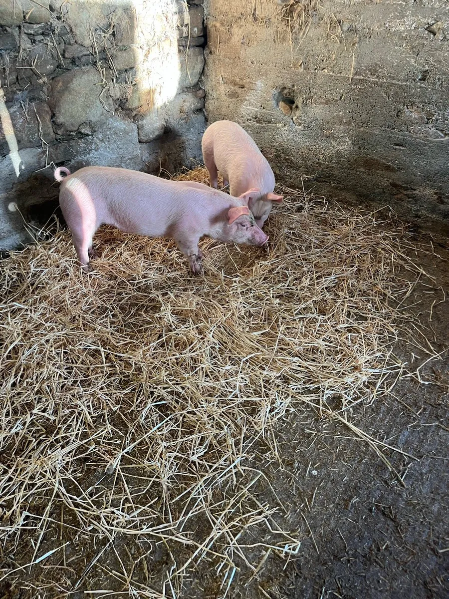 Pigs, weiner pigs - Image 2