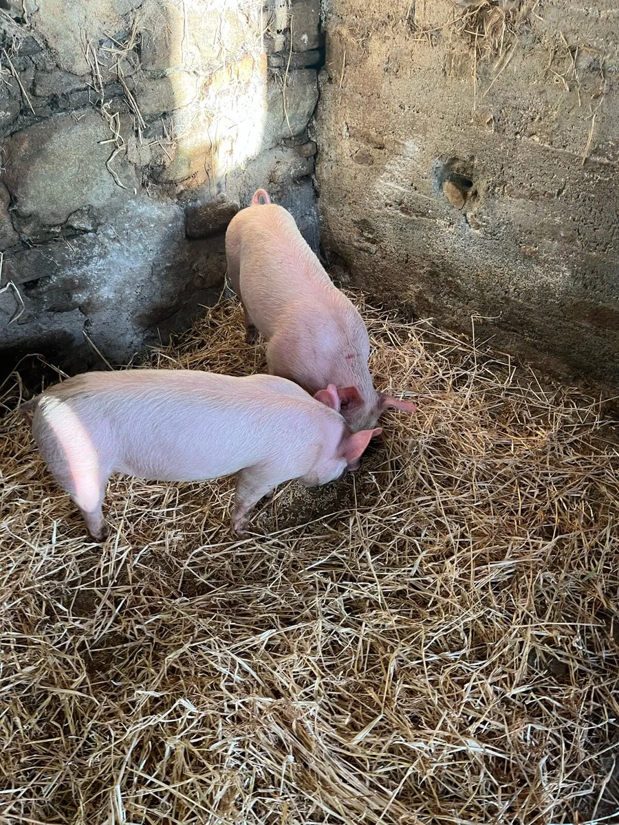 Pigs, weiner pigs - Image 3