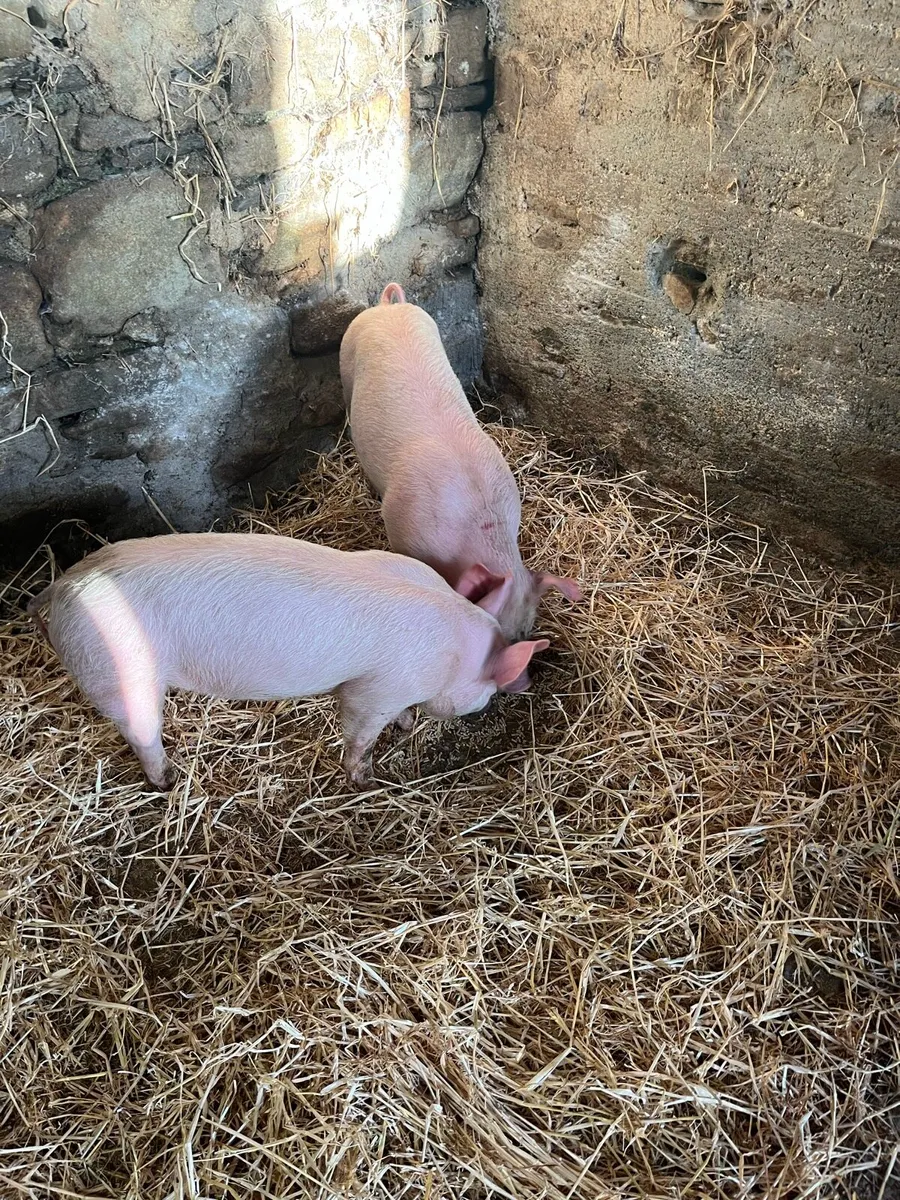 Pigs, weiner pigs - Image 1
