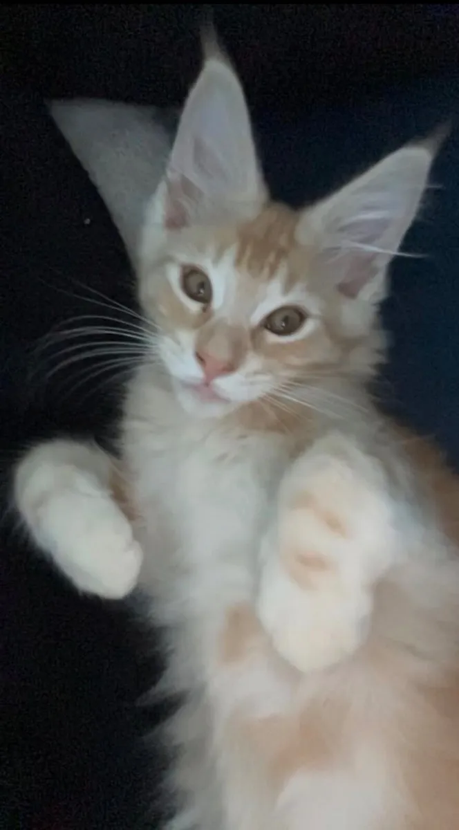 Maine Coone kitten - Image 1