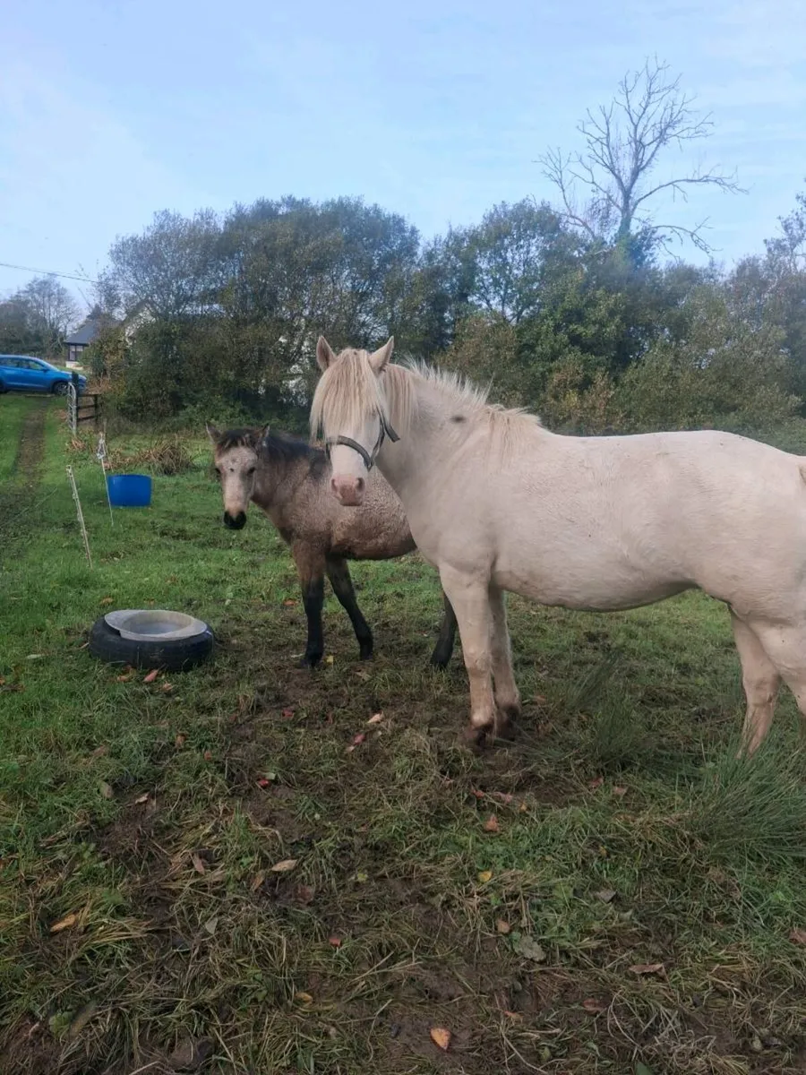 Dun connemara filly - Image 4