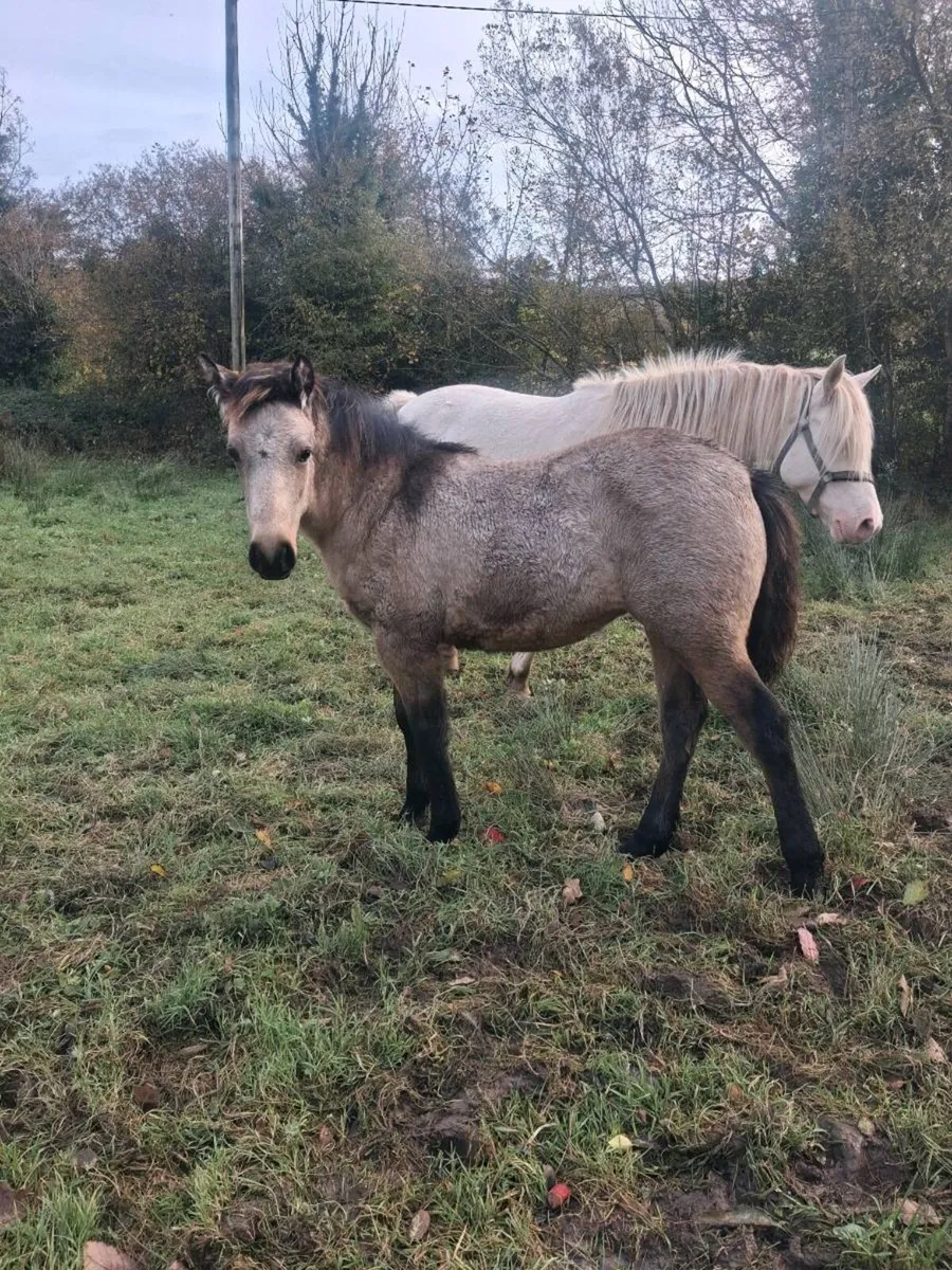 Dun connemara filly - Image 2