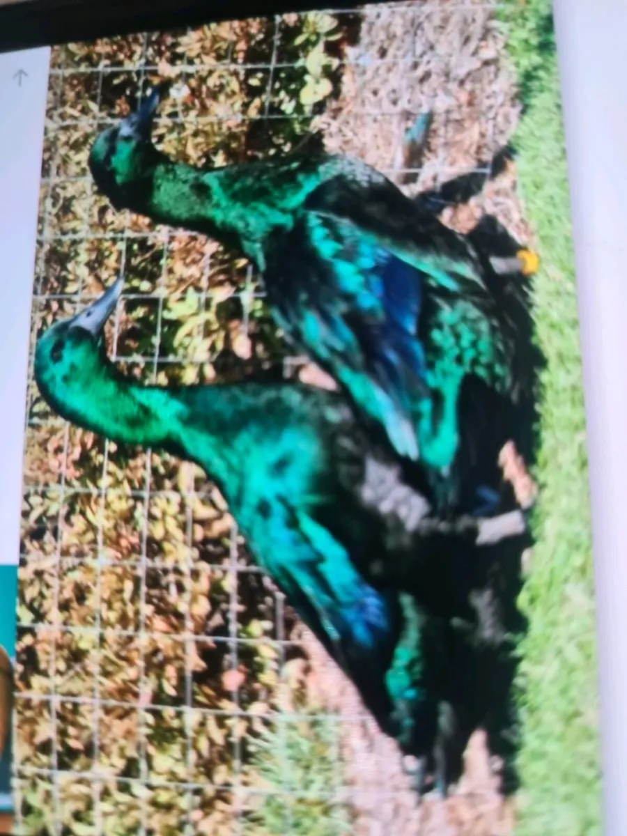Cuyuga drakes