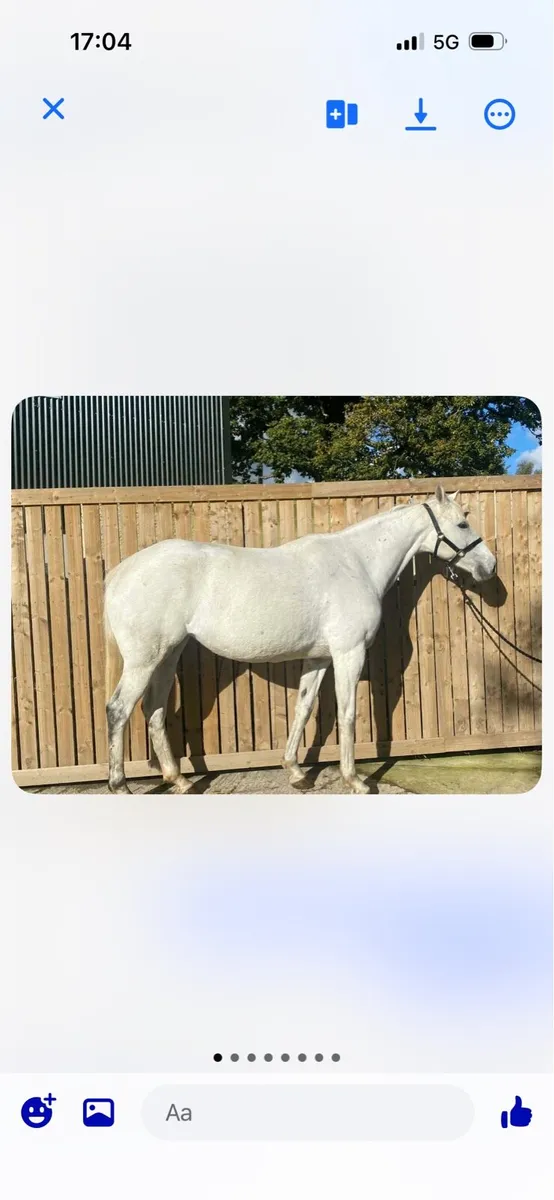16 hands potential broodmare - Image 3