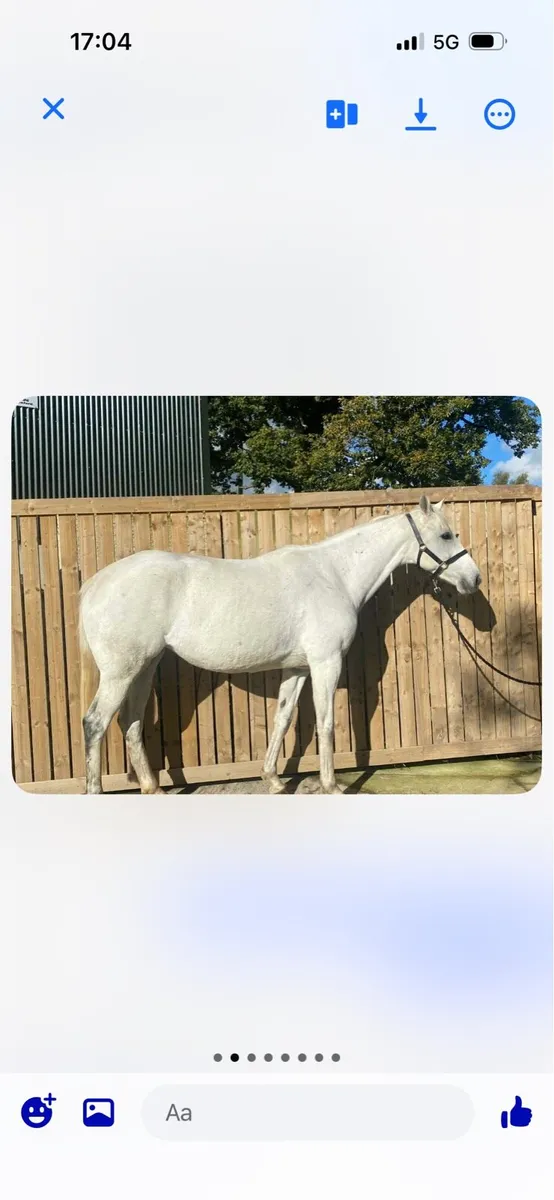 16 hands potential broodmare - Image 1