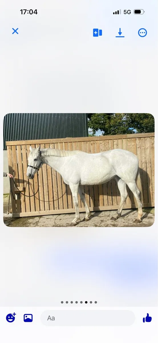 16 hands potential broodmare - Image 2