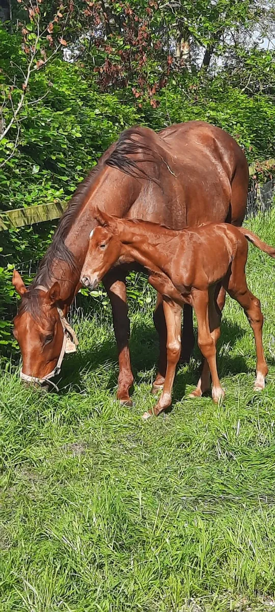 Winning Shamardal Mare - Image 2