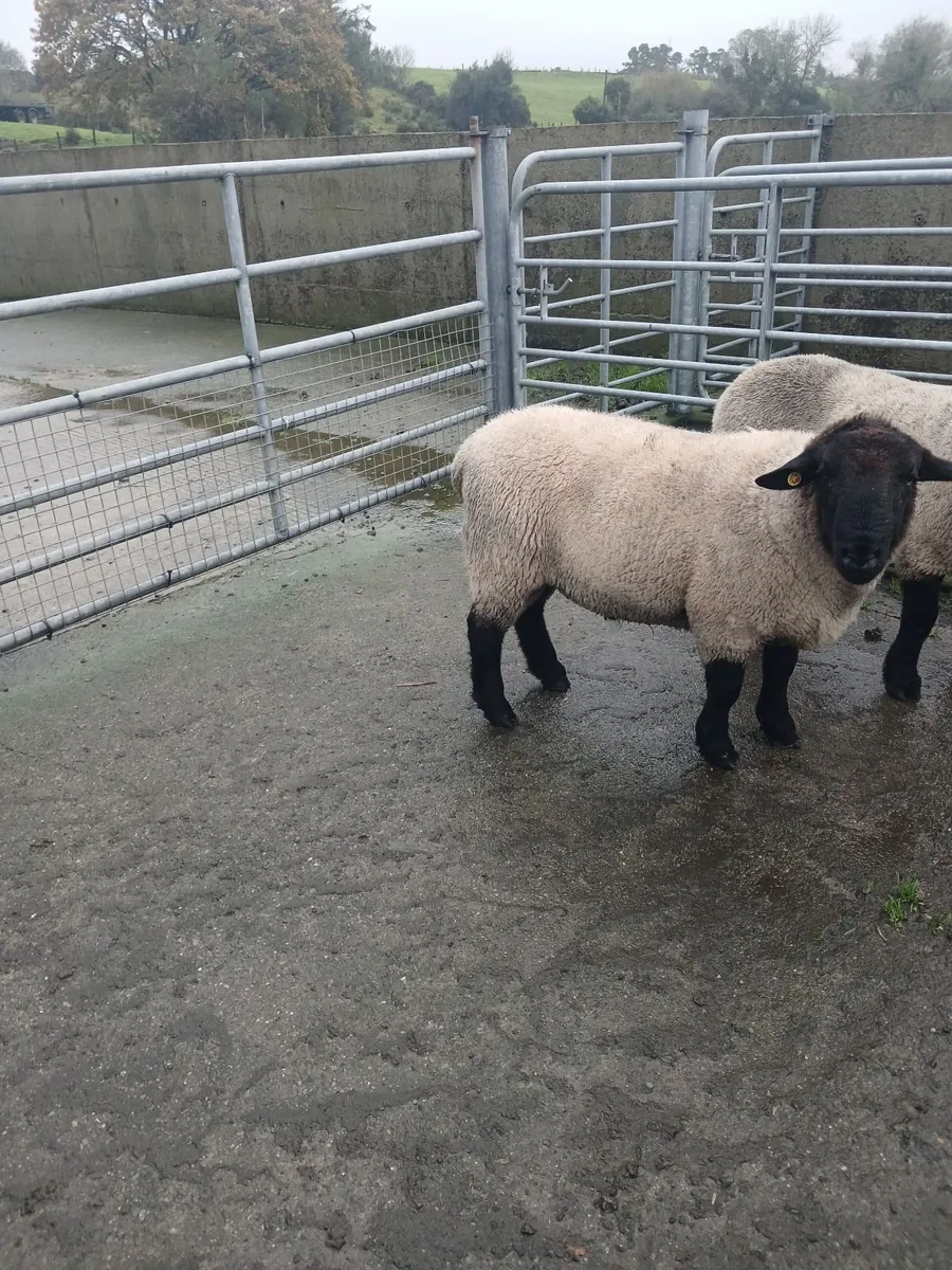 Hogget rams - Image 1