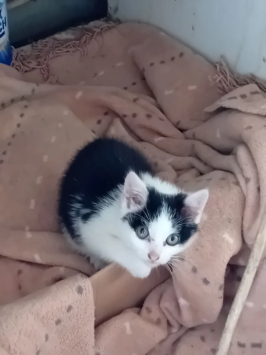 Kitten - Image 3
