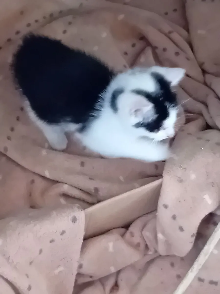 Kitten - Image 4