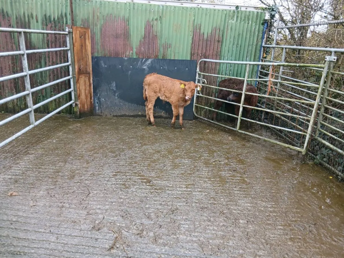 SUPER LIM U GRADE CALF OUT OF A SUPER COW - Image 1