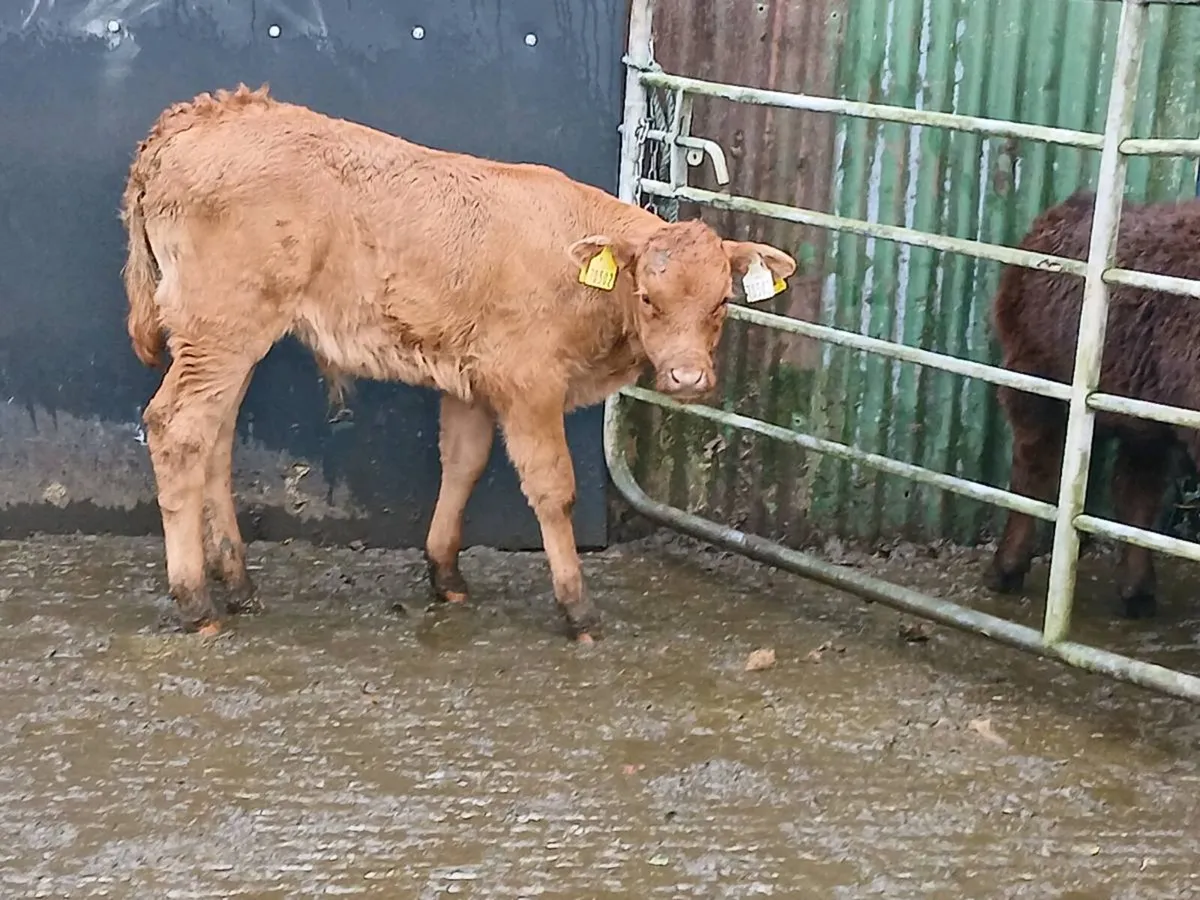 SUPER LIM U GRADE CALF OUT OF A SUPER COW - Image 2