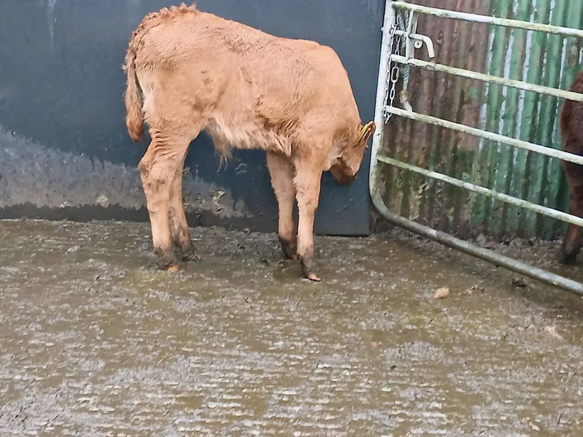 SUPER LIM U GRADE CALF OUT OF A SUPER COW - Image 3