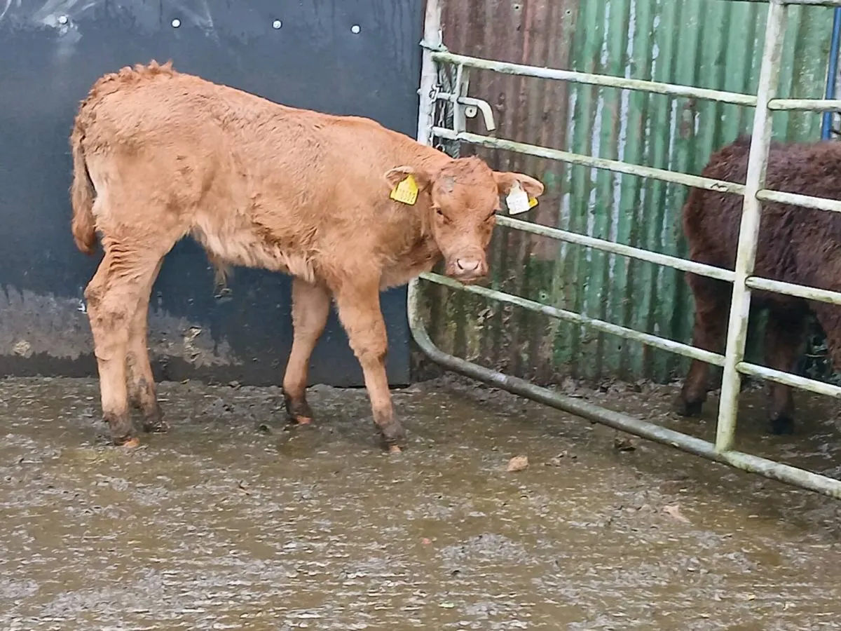 SUPER LIM U GRADE CALF OUT OF A SUPER COW - Image 4