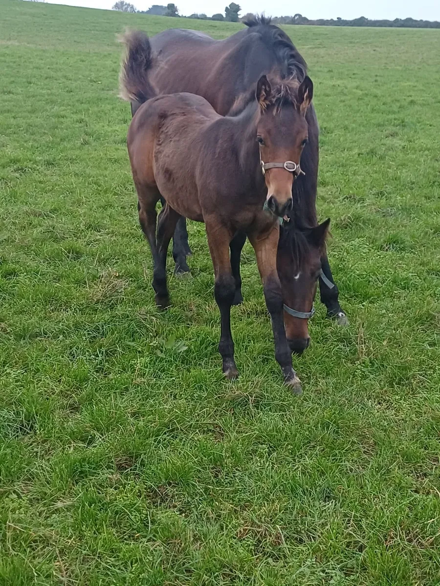 Foal - Image 1