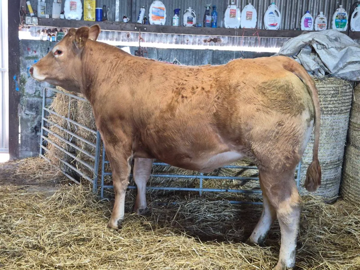 INCALF HEIFERS - Image 3